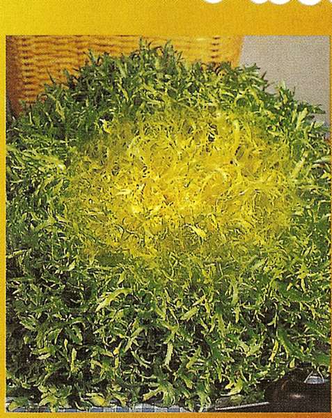 INDIVIA CAPELLINA GR.50